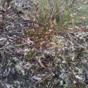 Brachyloma daphnoides at Glen Fergus, NSW - 10 Sep 2022 02:24 PM