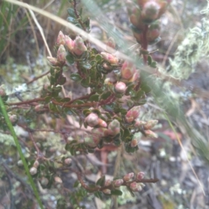 Brachyloma daphnoides at Glen Fergus, NSW - 10 Sep 2022 02:24 PM