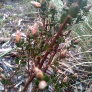 Brachyloma daphnoides at Glen Fergus, NSW - 10 Sep 2022 02:24 PM