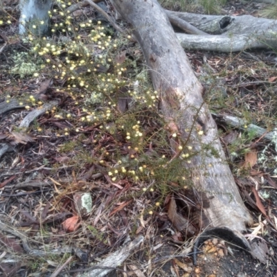 Acacia ulicifolia (Prickly Moses) at Coornartha Nature Reserve - 10 Sep 2022 by mahargiani