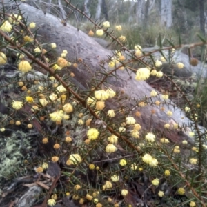 Acacia ulicifolia at Glen Fergus, NSW - 10 Sep 2022