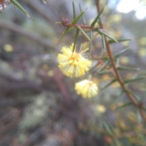 Acacia ulicifolia at Glen Fergus, NSW - 10 Sep 2022