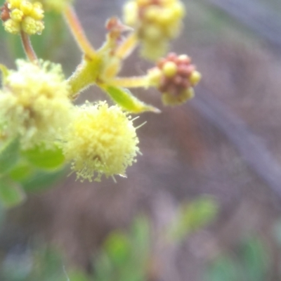 Acacia aureocrinita (A Wattle) at Glen Fergus, NSW - 10 Sep 2022 by mahargiani