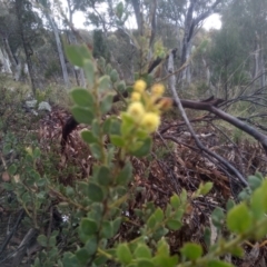 Acacia aureocrinita at Glen Fergus, NSW - 10 Sep 2022