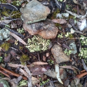 Cladia sp. (genus) at Glen Fergus, NSW - 10 Sep 2022