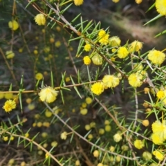 Acacia ulicifolia (Prickly Moses) at Isaacs, ACT - 11 Sep 2022 by Mike