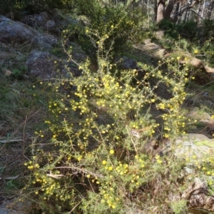 Acacia ulicifolia at Isaacs, ACT - 11 Sep 2022 10:59 AM