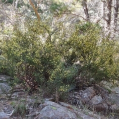 Acacia ulicifolia at Isaacs, ACT - 11 Sep 2022