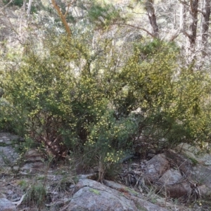 Acacia ulicifolia at Isaacs, ACT - 11 Sep 2022 10:59 AM