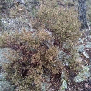 Leucopogon fletcheri subsp. brevisepalus at Glen Fergus, NSW - 10 Sep 2022