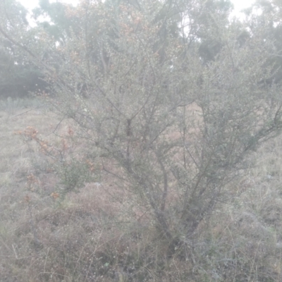 Bursaria spinosa (Native Blackthorn, Sweet Bursaria) at Glen Fergus, NSW - 10 Sep 2022 by mahargiani