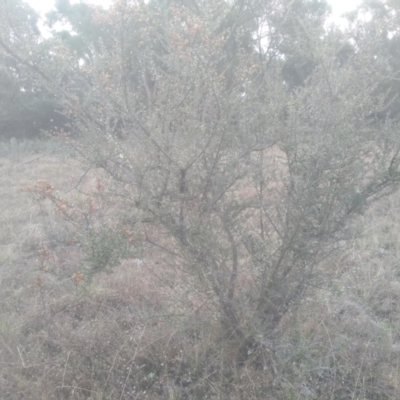 Bursaria spinosa (Native Blackthorn, Sweet Bursaria) at Coornartha Nature Reserve - 10 Sep 2022 by mahargiani