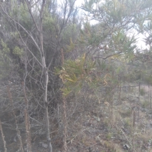 Acacia mearnsii at Glen Fergus, NSW - 12 Sep 2022