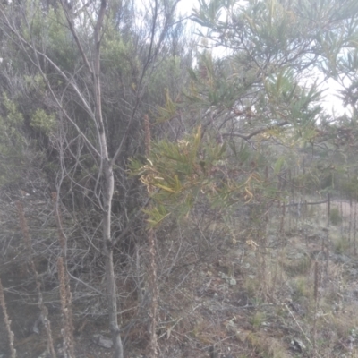 Acacia mearnsii (Black Wattle) at Glen Fergus, NSW - 12 Sep 2022 by mahargiani