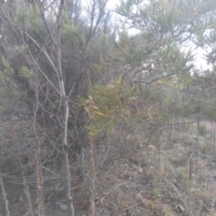 Acacia mearnsii (Black Wattle) at Coornartha Nature Reserve - 12 Sep 2022 by mahargiani