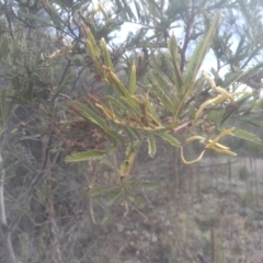 Acacia mearnsii at Glen Fergus, NSW - 12 Sep 2022 10:42 AM