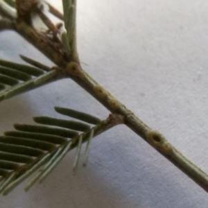 Acacia mearnsii at Glen Fergus, NSW - 12 Sep 2022