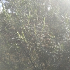 Cassinia longifolia at Glen Fergus, NSW - 10 Sep 2022 02:58 PM