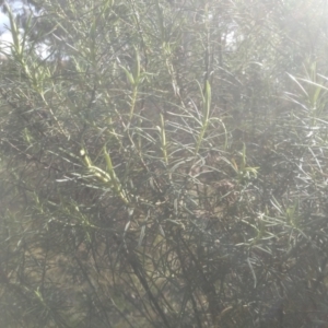 Cassinia longifolia at Glen Fergus, NSW - 10 Sep 2022