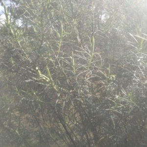 Cassinia longifolia at Glen Fergus, NSW - 10 Sep 2022 02:58 PM