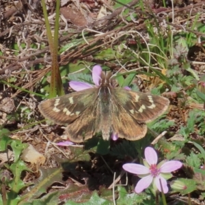 Herimosa albovenata at Theodore, ACT - 11 Sep 2022