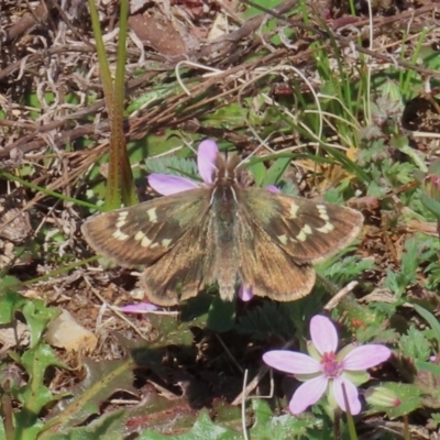 Herimosa albovenata (White-veined Sand-skipper) at Theodore, ACT - 11 Sep 2022 by owenh