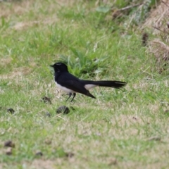 Rhipidura leucophrys (Willie Wagtail) at Greenway, ACT - 10 Sep 2022 by RodDeb