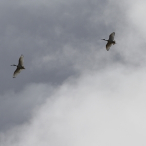 Threskiornis molucca at Symonston, ACT - 10 Sep 2022