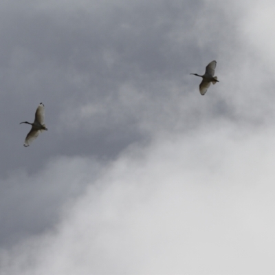 Threskiornis molucca (Australian White Ibis) at Symonston, ACT - 10 Sep 2022 by RodDeb