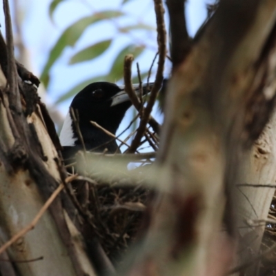 Gymnorhina tibicen (Australian Magpie) at Symonston, ACT - 10 Sep 2022 by RodDeb