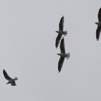 Chroicocephalus novaehollandiae (Silver Gull) at Symonston, ACT - 10 Sep 2022 by RodDeb