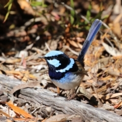 Malurus cyaneus (Superb Fairywren) at Symonston, ACT - 10 Sep 2022 by RodDeb