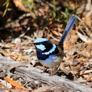 Malurus cyaneus at Symonston, ACT - 10 Sep 2022 11:48 AM