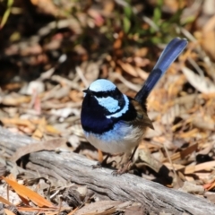 Malurus cyaneus at Symonston, ACT - 10 Sep 2022 11:48 AM