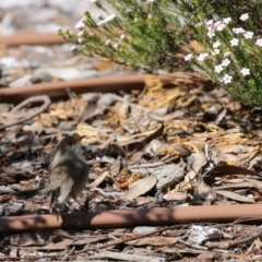 Malurus cyaneus at Symonston, ACT - 10 Sep 2022 11:48 AM