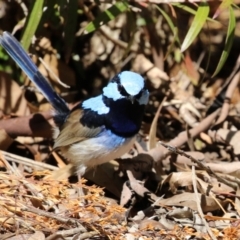 Malurus cyaneus at Symonston, ACT - 10 Sep 2022 11:48 AM