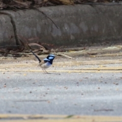 Malurus cyaneus at Symonston, ACT - 10 Sep 2022 11:48 AM