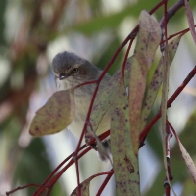 Smicrornis brevirostris (Weebill) at Symonston, ACT - 10 Sep 2022 by RodDeb