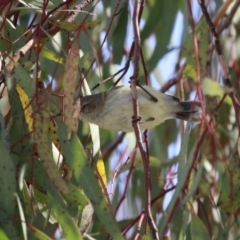 Smicrornis brevirostris at Symonston, ACT - 10 Sep 2022 12:16 PM