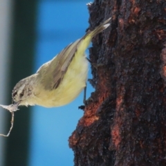 Acanthiza chrysorrhoa (Yellow-rumped Thornbill) at Symonston, ACT - 10 Sep 2022 by RodDeb