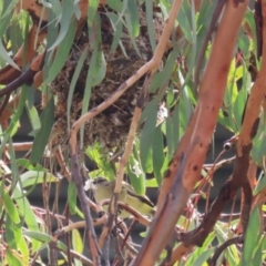 Acanthiza chrysorrhoa at Symonston, ACT - 10 Sep 2022