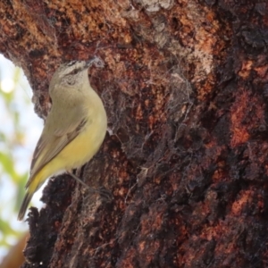 Acanthiza chrysorrhoa at Symonston, ACT - 10 Sep 2022