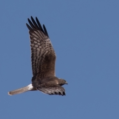 Circus approximans (Swamp Harrier) at Jerrabomberra Wetlands - 11 Sep 2022 by rawshorty