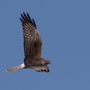 Circus approximans at Fyshwick, ACT - 11 Sep 2022 11:05 AM