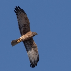 Circus approximans at Fyshwick, ACT - 11 Sep 2022 11:05 AM