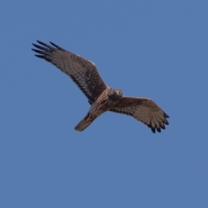 Circus approximans at Fyshwick, ACT - 11 Sep 2022 11:05 AM