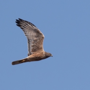 Circus approximans at Fyshwick, ACT - 11 Sep 2022 11:05 AM