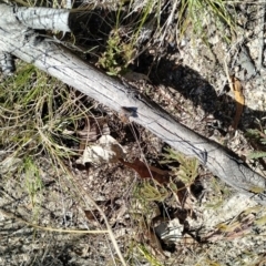 Paralucia spinifera (Bathurst or Purple Copper Butterfly) at Rendezvous Creek, ACT - 11 Sep 2022 by insecteater