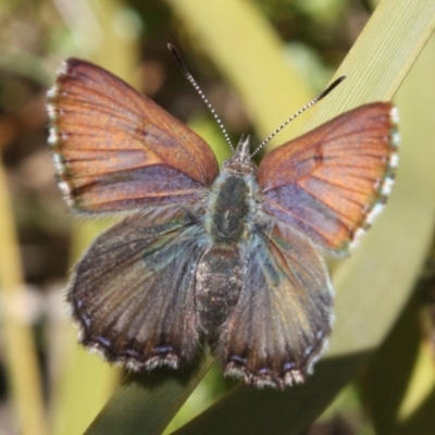 Paralucia spinifera (Bathurst or Purple Copper Butterfly) at Namadgi National Park - 11 Sep 2022 by DavidForrester