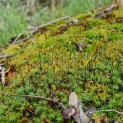 Polytrichum at Black Mountain - 10 Sep 2022 by jhotchin